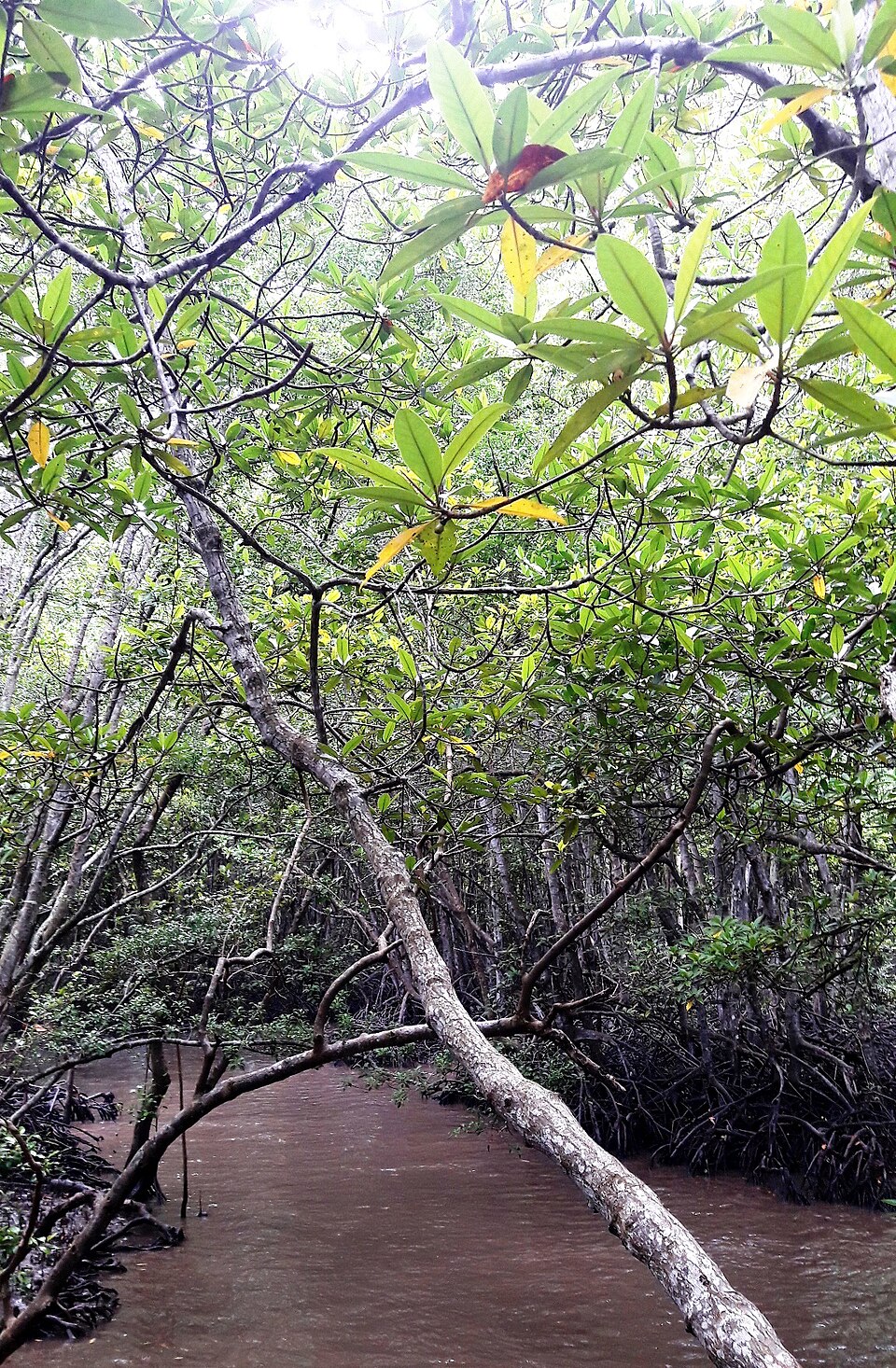 Cảnh rừng đước Cần Giờ - khu dự trữ sinh quyển UNESCO